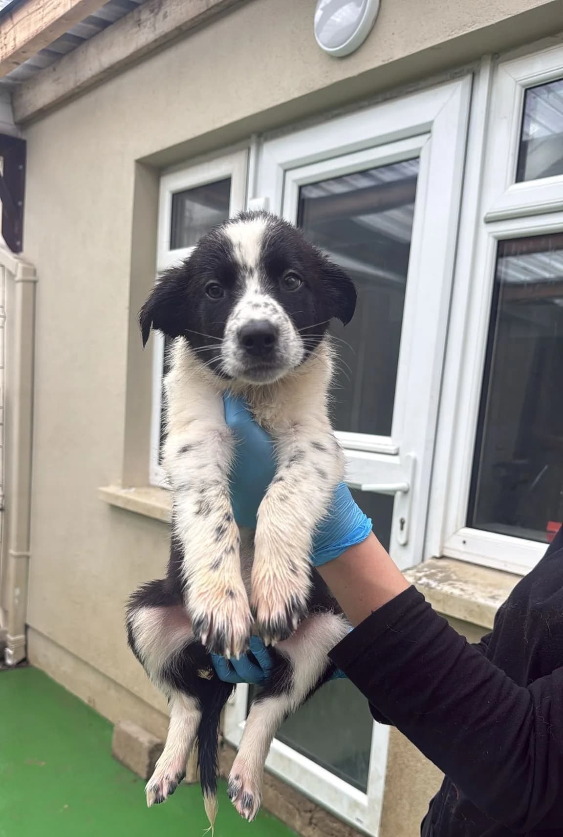 Seanie, male puppy Border Collie for adoption at Hundar Utan Hem, Stockholm
