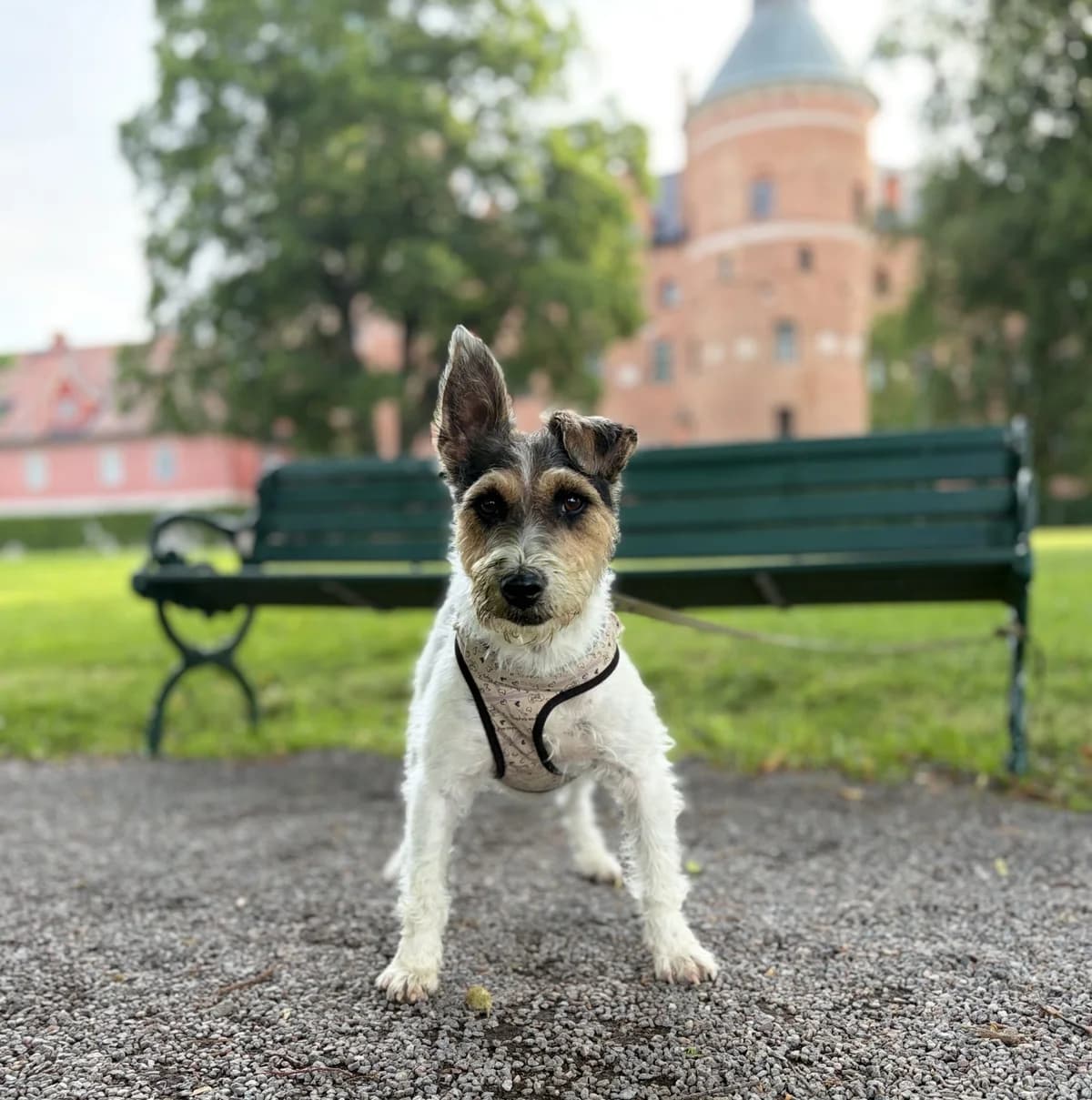 Semla f.d. (Lady B), female young mixed breed for adoption at Hundar Utan Hem, Stockholm