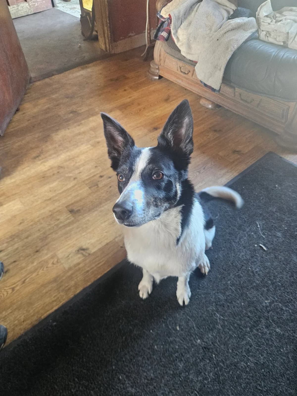 Shep, female young Border Collie for adoption at Hundar Utan Hem, Stockholm