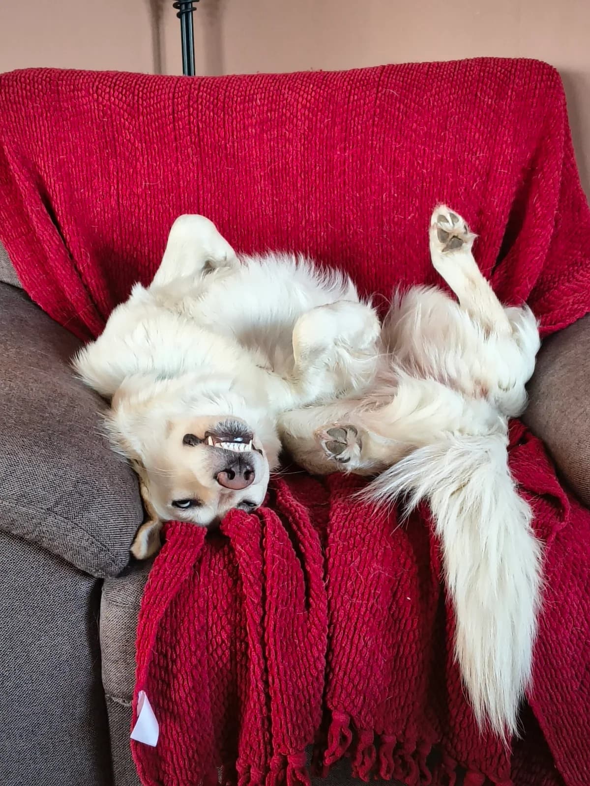 Skye, female young Golden Retriever for adoption at Hundar Utan Hem, Stockholm
