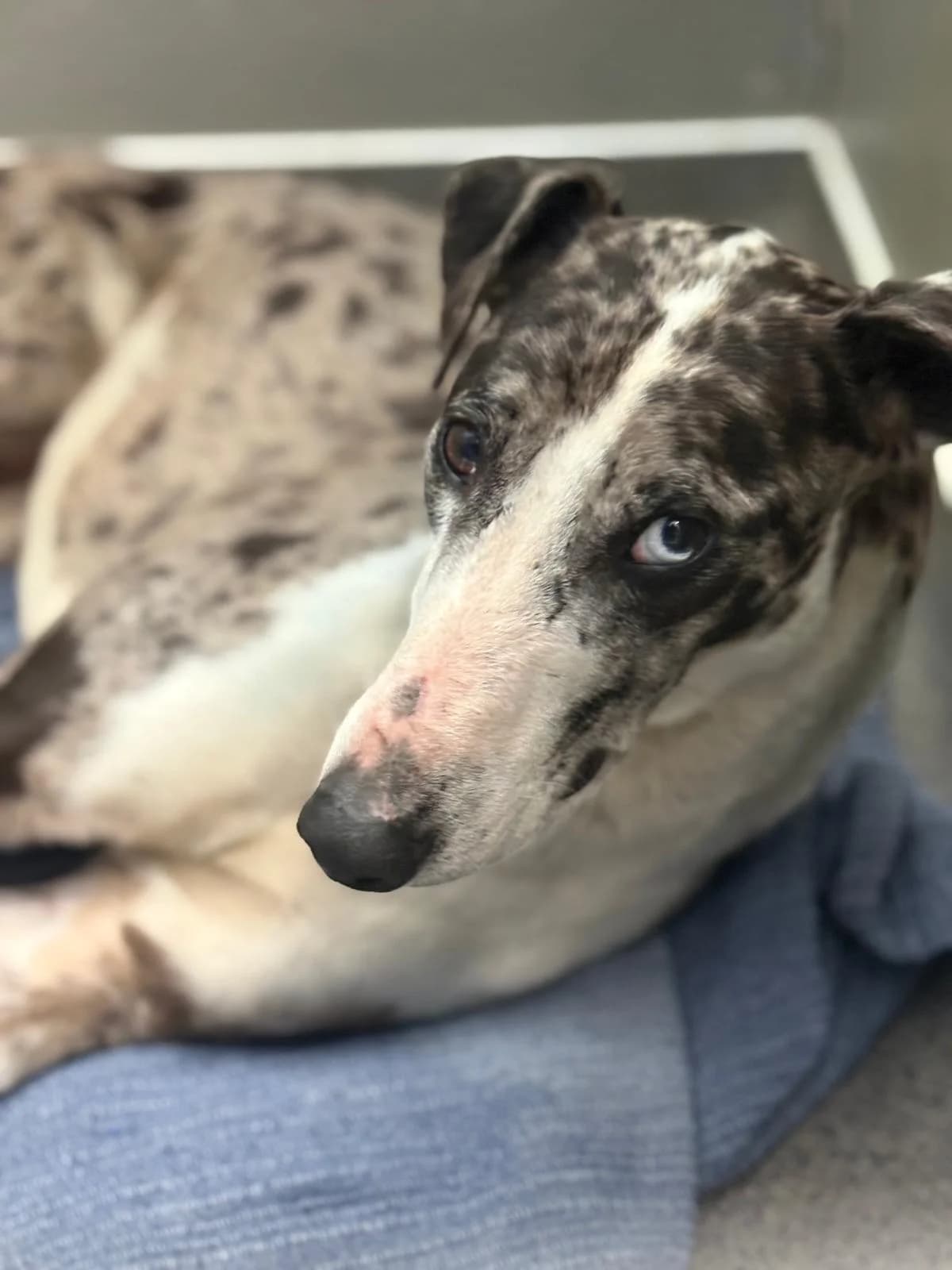Smurf, male young Lurcher for adoption at Hundar Utan Hem, Stockholm