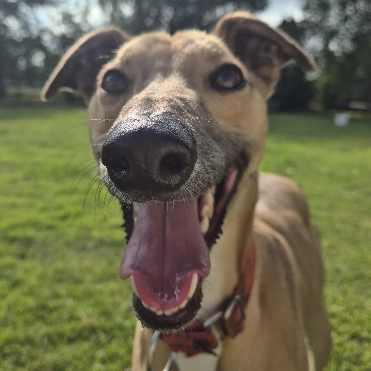 Sonny, male young Lurcher for adoption at Hundar Utan Hem, Stockholm