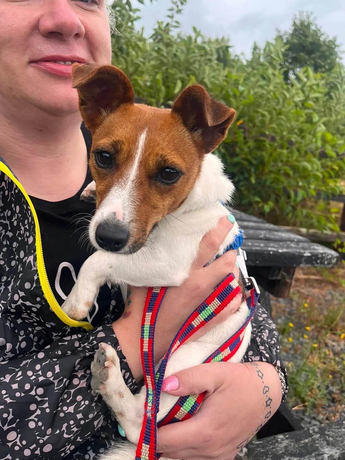 Suki, female young Jack Russell Terrier for adoption at Hundar Utan Hem, Stockholm