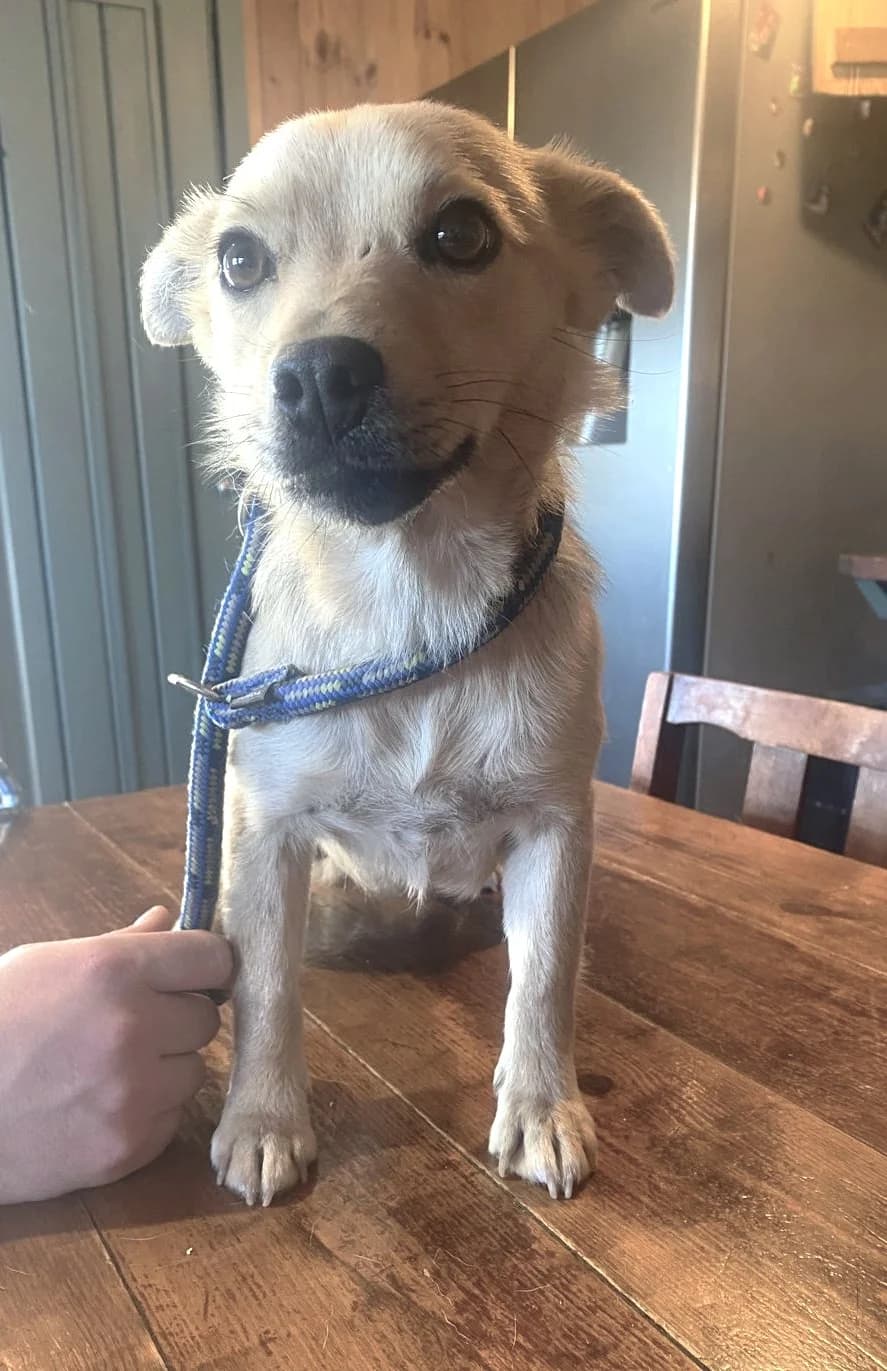Terri, female young mixed breed for adoption at Hundar Utan Hem, Stockholm