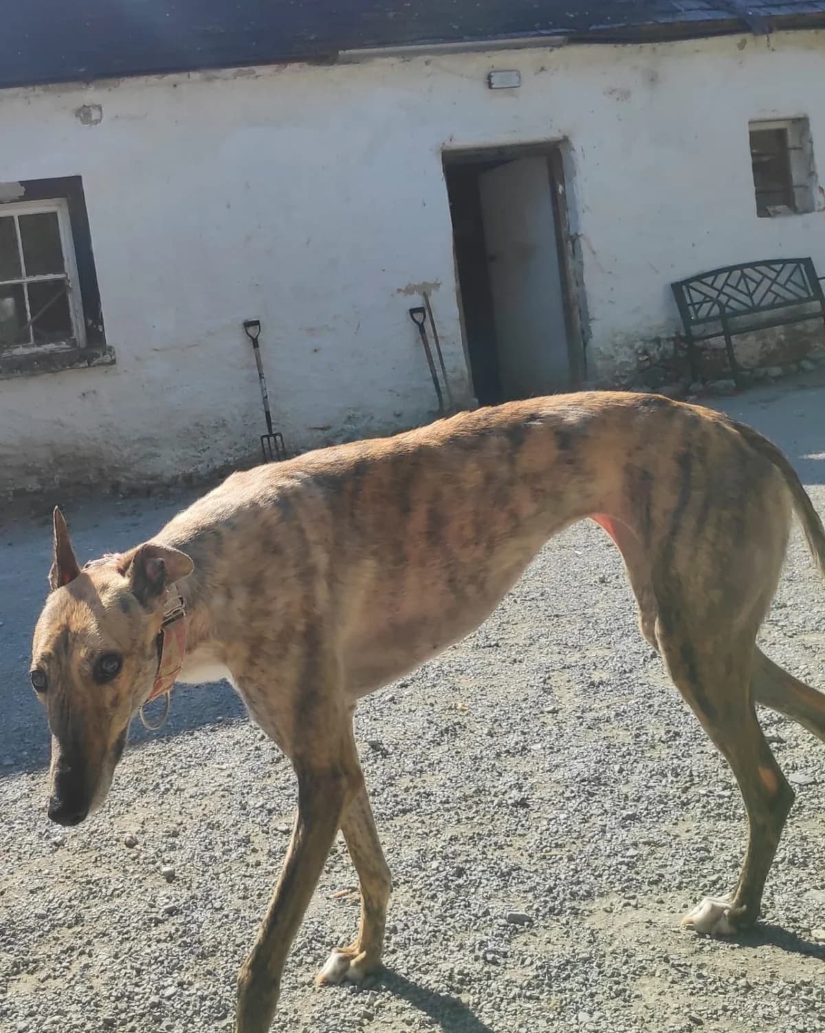 Thira, guld female young Greyhound for adoption at Hundar Utan Hem, Stockholm