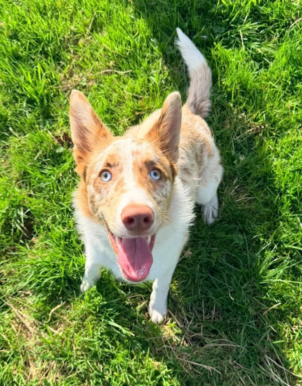Thor, male puppy Border Collie for adoption at Hundar Utan Hem, Stockholm