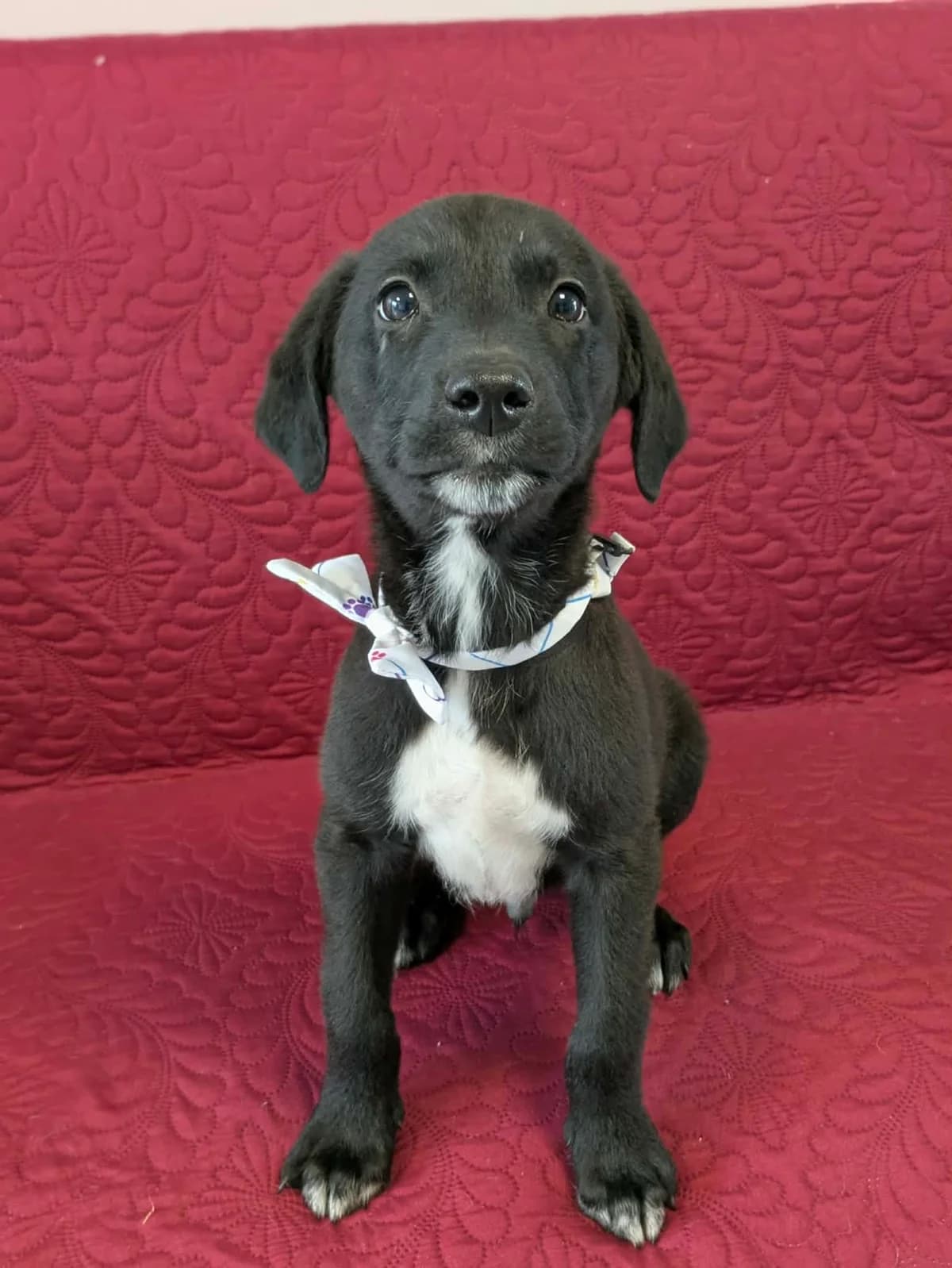 Timon, male puppy mixed breed for adoption at Hundar Utan Hem, Stockholm