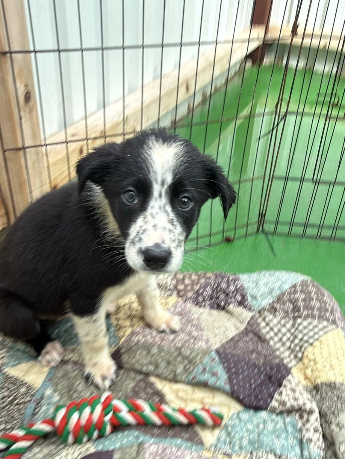 Tommy, male puppy Border Collie for adoption at Hundar Utan Hem, Stockholm