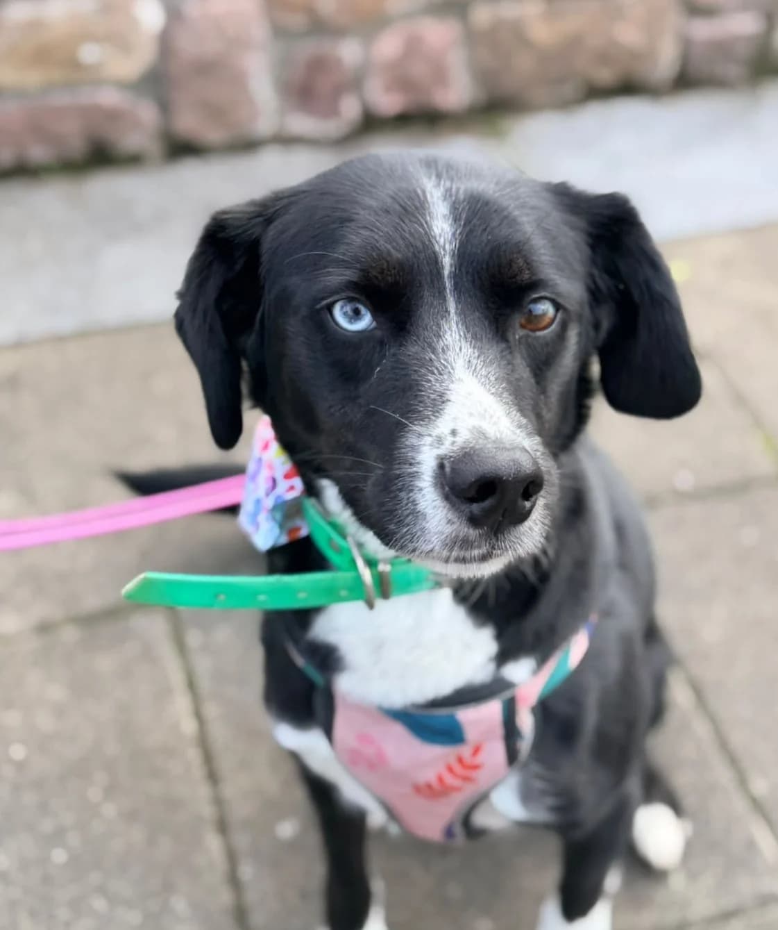 Trish, female 4yo mixed breed for adoption at Hundar Utan Hem, Stockholm