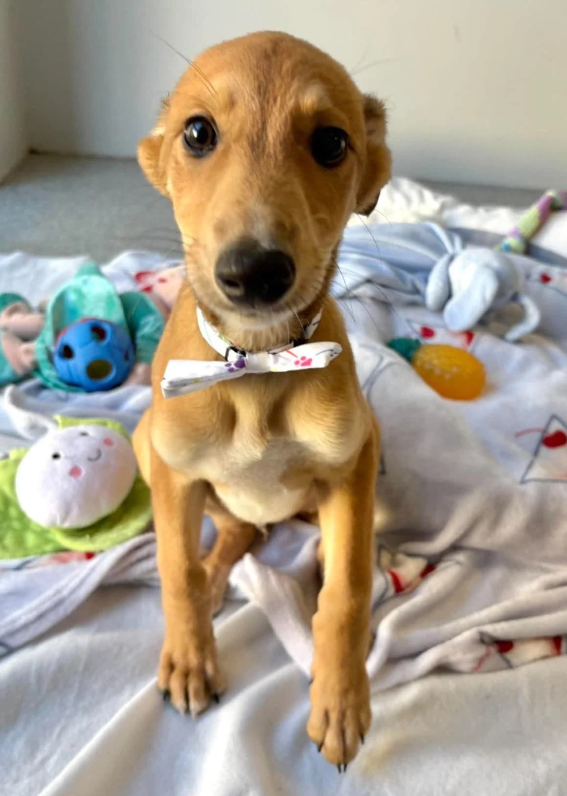 Valor, male puppy Saluki for adoption at Hundar Utan Hem, Stockholm