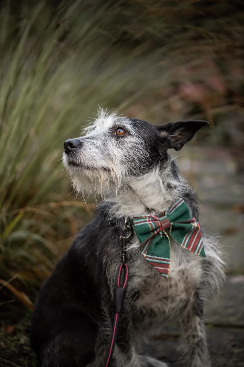 Vicky, female 5yo mixed breed for adoption at Hundar Utan Hem, Stockholm