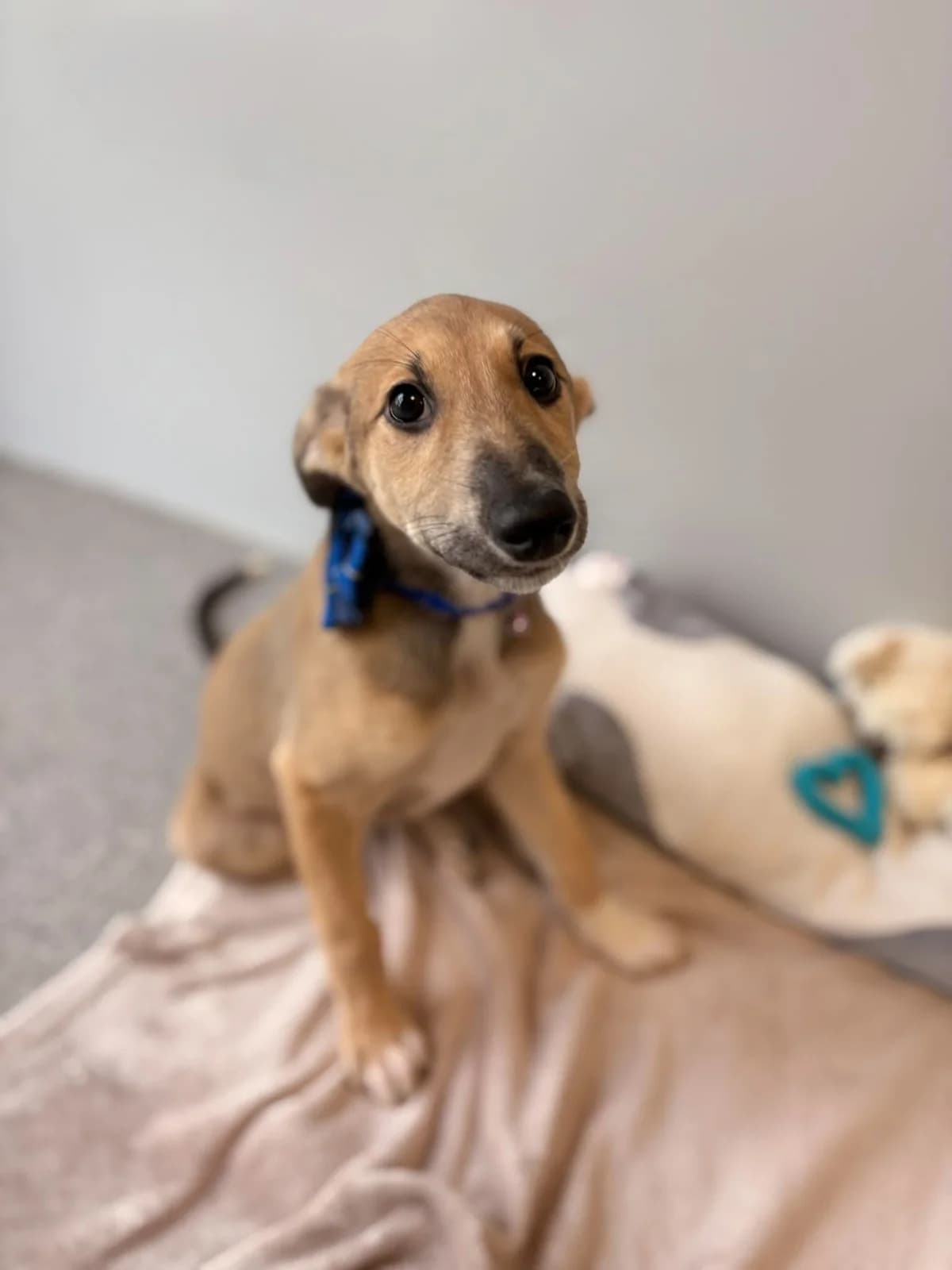Vigo, male puppy Saluki for adoption at Hundar Utan Hem, Stockholm