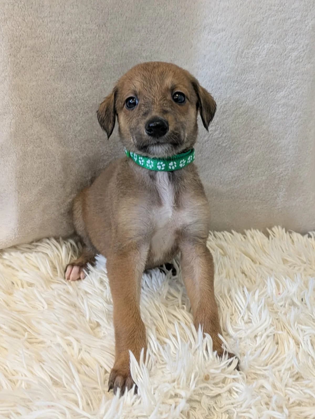 Vinny, male puppy Saluki for adoption at Hundar Utan Hem, Stockholm