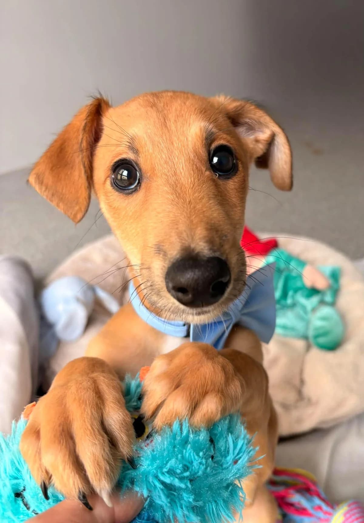 Vinny, male puppy Saluki for adoption at Hundar Utan Hem, Stockholm