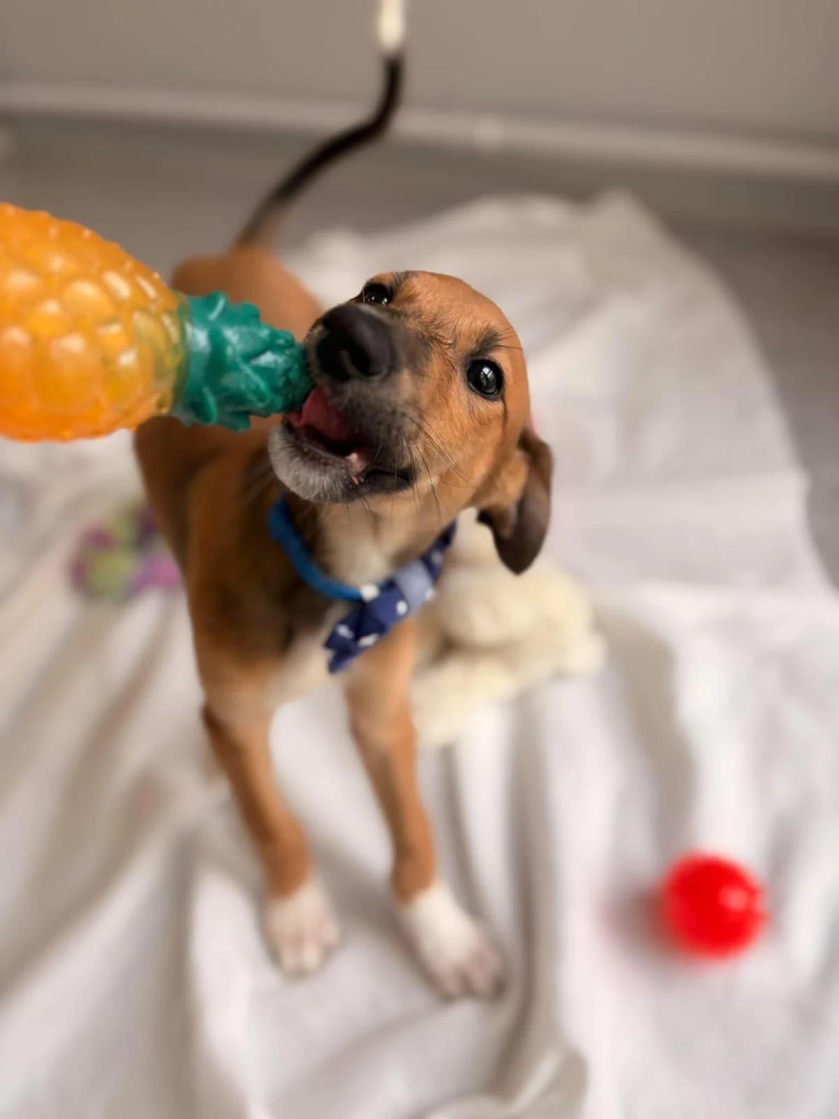 Vito, male puppy Saluki for adoption at Hundar Utan Hem, Stockholm
