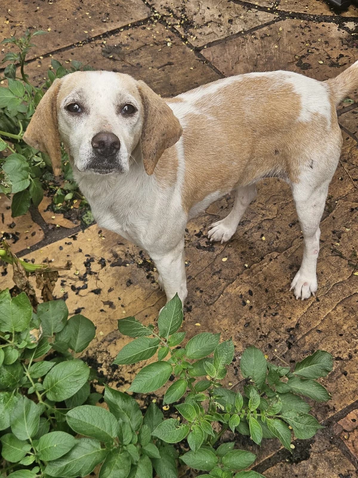 Winnie the Pooh, female young Beagle for adoption at Hundar Utan Hem, Stockholm