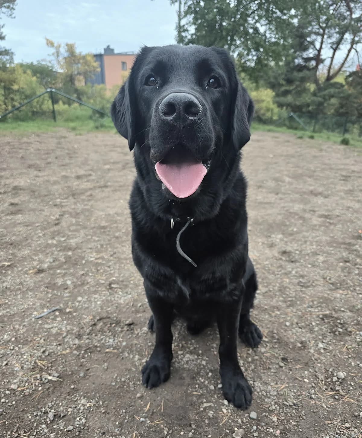 Zorro, male 4yo Labrador Retriever for adoption at Hundar Utan Hem, Stockholm