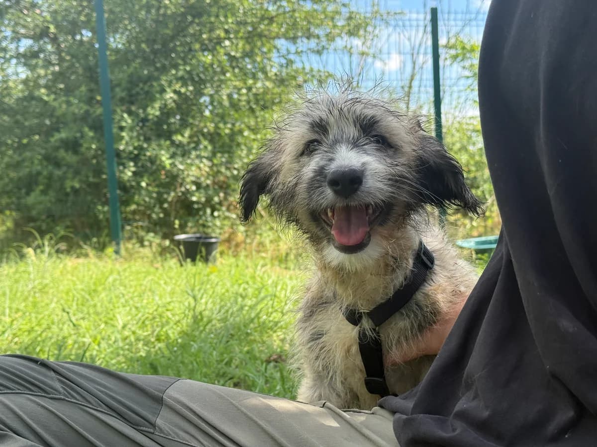 Alga, female puppy Mixed Breed for adoption at Hundhjälpen, Stockholm