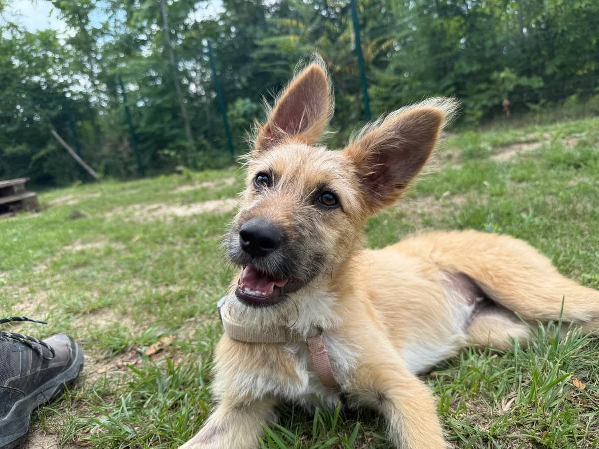 Carol, gra female puppy Mixed Breed for adoption at Hundhjälpen, Stockholm