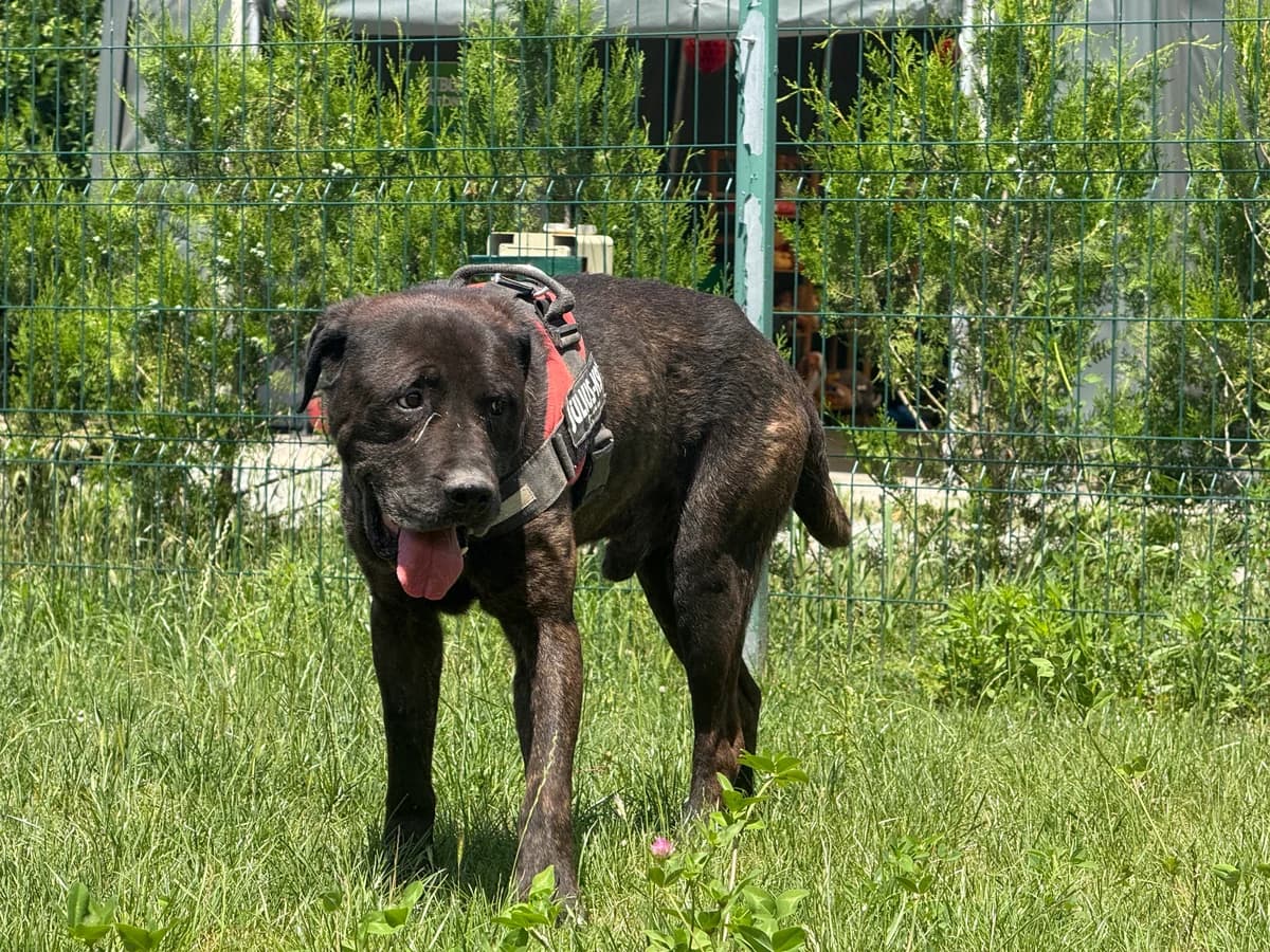 Clyde, male senior Mixed Breed for adoption at Hundhjälpen, Stockholm