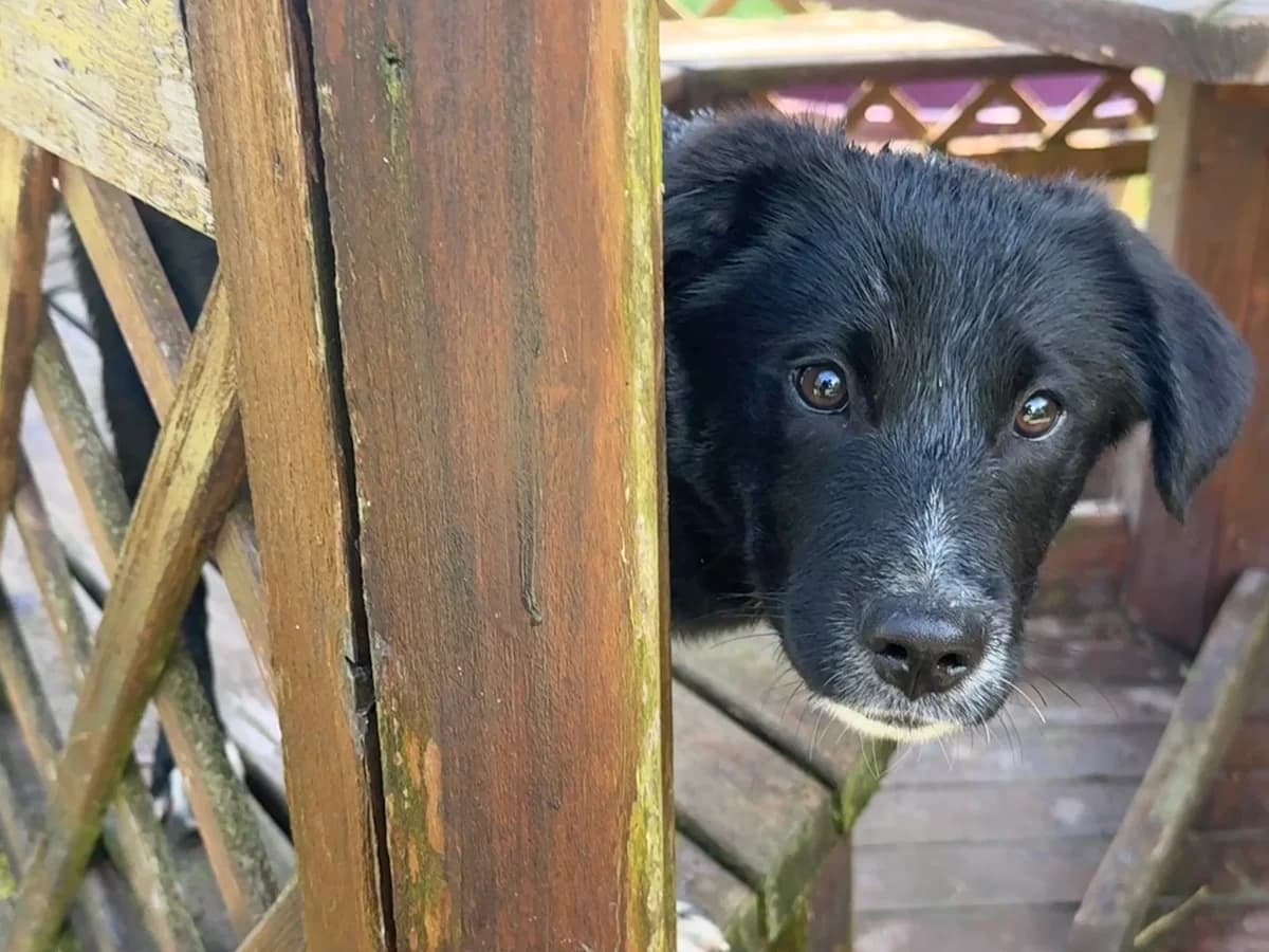 Conan, male puppy Mixed Breed for adoption at Hundhjälpen, Stockholm