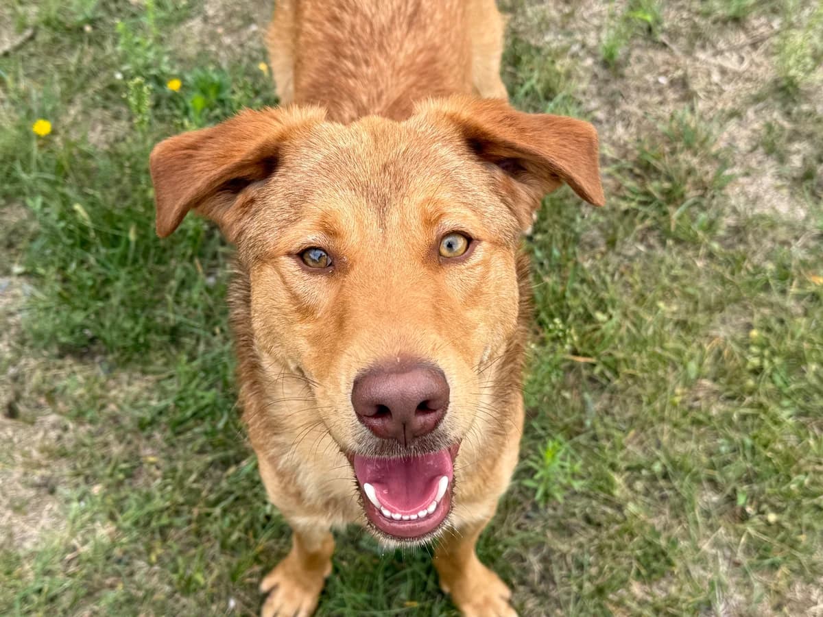 Lucian, gra male young Mixed Breed for adoption at Hundhjälpen, Stockholm