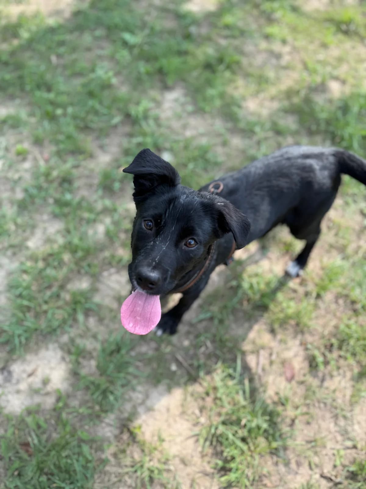 Mary, female puppy Mixed Breed for adoption at Hundhjälpen, Stockholm