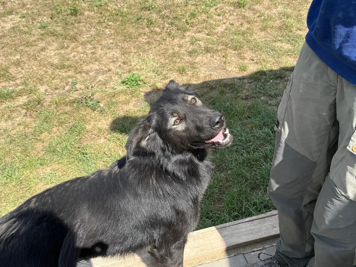 Nadia, female young Mixed Breed for adoption at Hundhjälpen, Stockholm