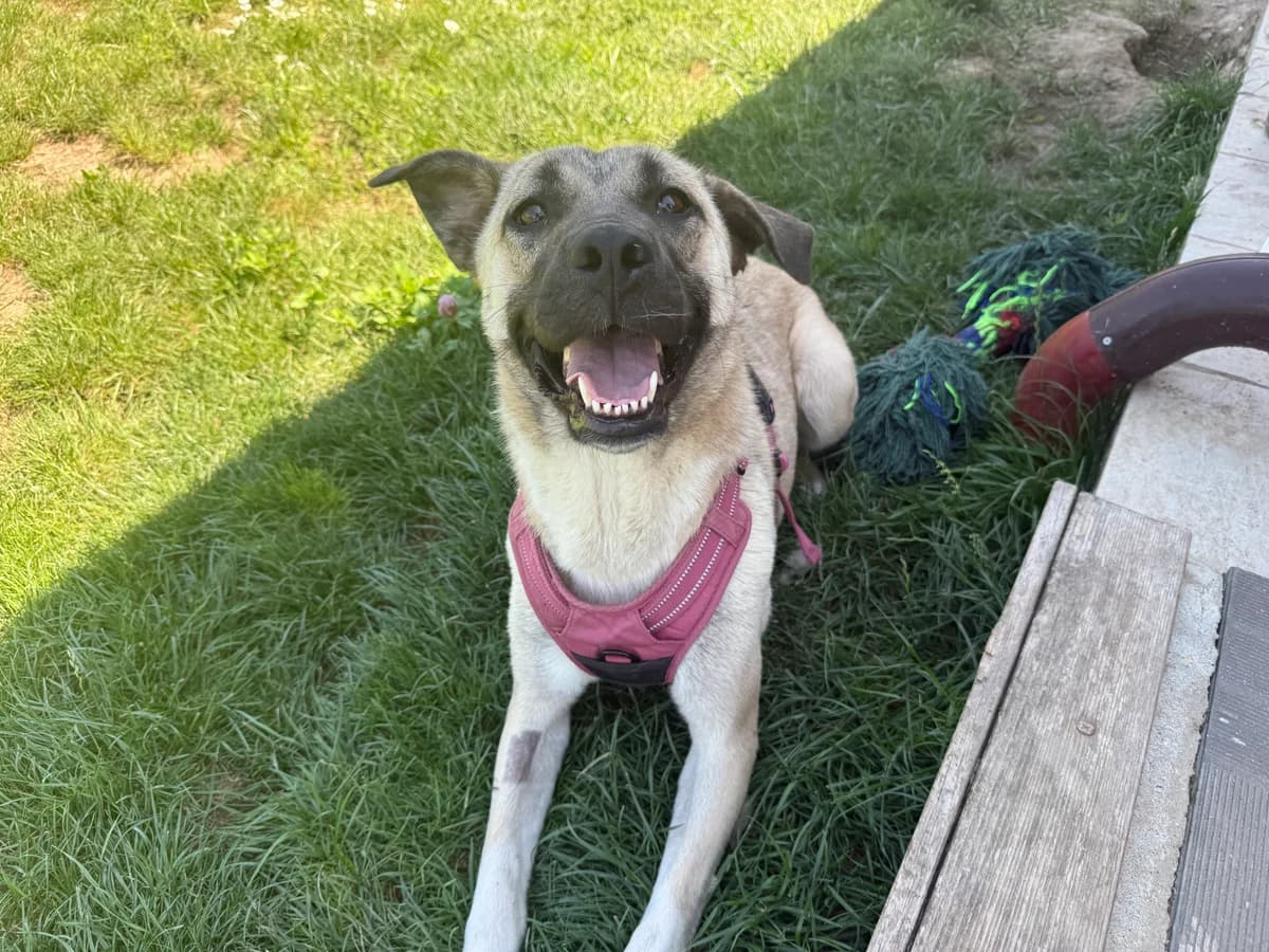 Savannah, gra female young Mixed Breed for adoption at Hundhjälpen, Stockholm