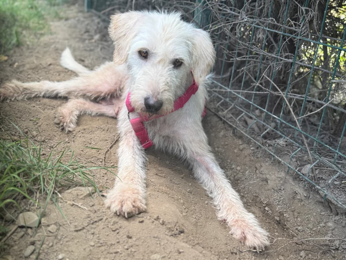Sole, female young Mixed Breed for adoption at Hundhjälpen, Stockholm