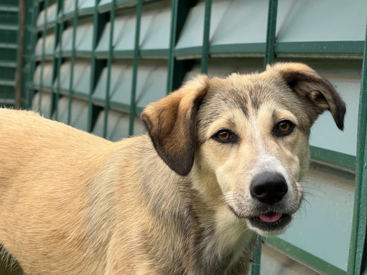 Zoe, female young Mixed Breed for adoption at Hundhjälpen, Stockholm