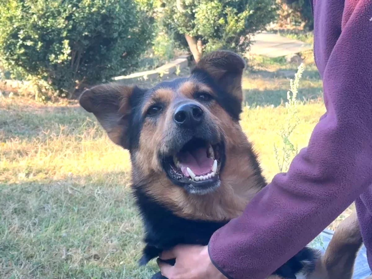 Zoran, gra male 3yo Mixed Breed for adoption at Hundhjälpen, Stockholm