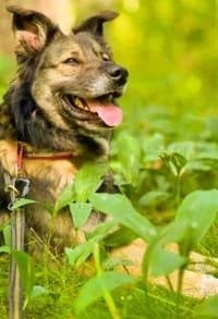 Foss, female 3yo mixed breed for adoption at Hundstallet, Stockholm