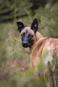 Ajjo, female 6yo mixed breed for adoption at Hundstallet, Stockholm