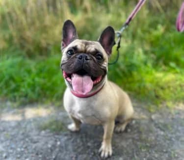 Error 1006, male English Bulldog for adoption at Hundstallet, Stockholm