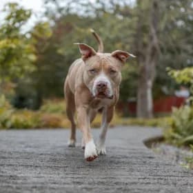 Akira, female 3yo American Bully for adoption at Hundstallet, Stockholm