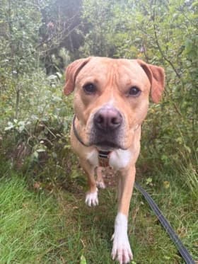 Armani, female 3yo American Staffordshire Terrier for adoption at Hundstallet, Stockholm