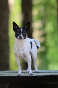 Betty, female 3yo mixed breed for adoption at Hundstallet, Stockholm