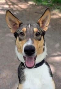 Bilbo, female 3yo mixed breed for adoption at Hundstallet, Stockholm