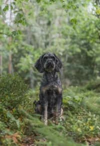 Blackie, female 3yo mixed breed for adoption at Hundstallet, Stockholm