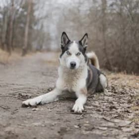 Blue, gra female 6yo mixed breed for adoption at Hundstallet, Stockholm