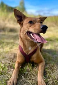 Daisy, female 3yo mixed breed for adoption at Hundstallet, Stockholm