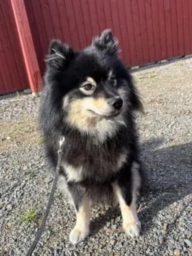 Dennis, female 3yo American Bully for adoption at Hundstallet, Stockholm