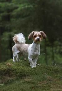 Dito, female 3yo mixed breed for adoption at Hundstallet, Stockholm