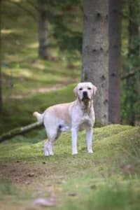 Ebbe, female 3yo mixed breed for adoption at Hundstallet, Stockholm