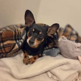 Eddy, female 3yo American Bully for adoption at Hundstallet, Stockholm