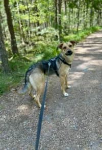 Ella, female 3yo mixed breed for adoption at Hundstallet, Stockholm