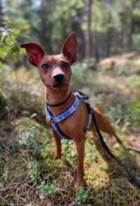 Elmer, female 6yo American Bully for adoption at Hundstallet, Stockholm