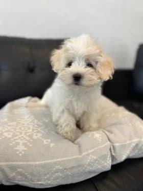 Enzo, gra female puppy Havanese for adoption at Hundstallet, Stockholm