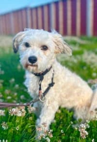Fluffy, female 3yo mixed breed for adoption at Hundstallet, Stockholm